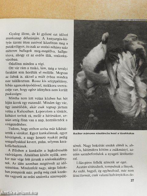 Amerre a madár jár