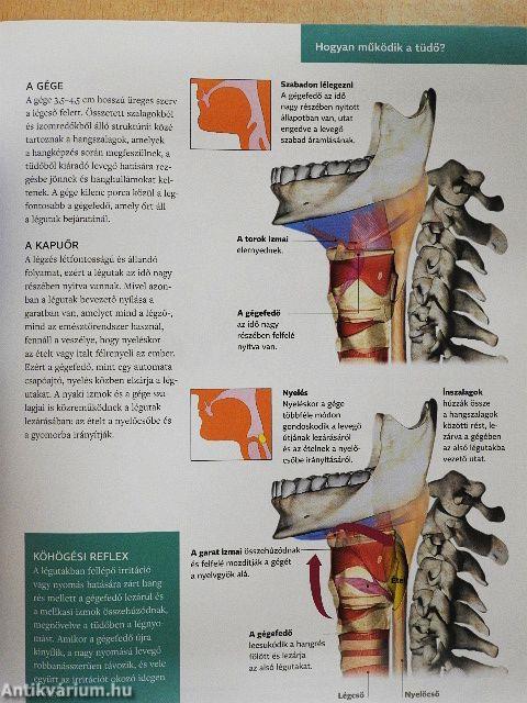 Hatékony tüdő és légzőrendszer