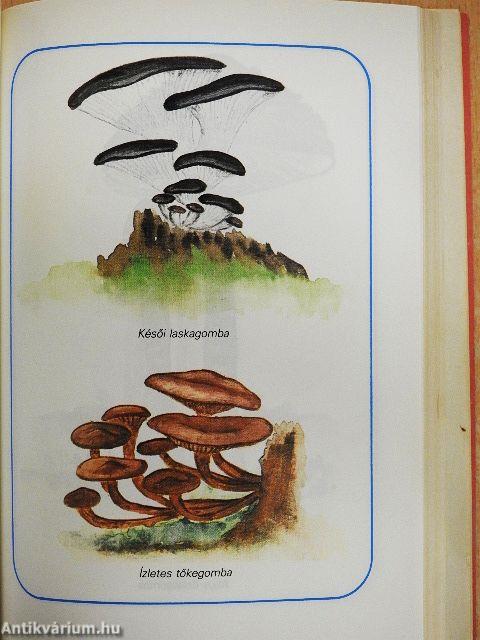 Erdő, mező ajándékai