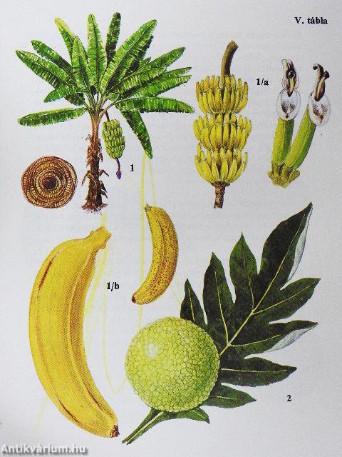 Kultúrnövények 1.