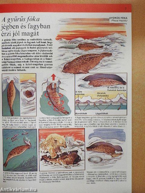 Az állatvilág képekben 1-11.
