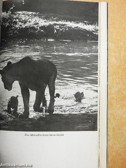 A fürkésző szellem