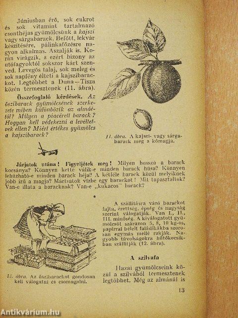 Növény- és állattan