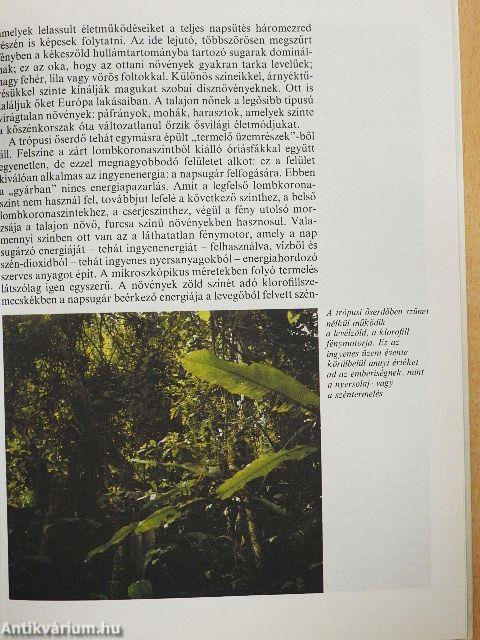 A megsebzett bolygó