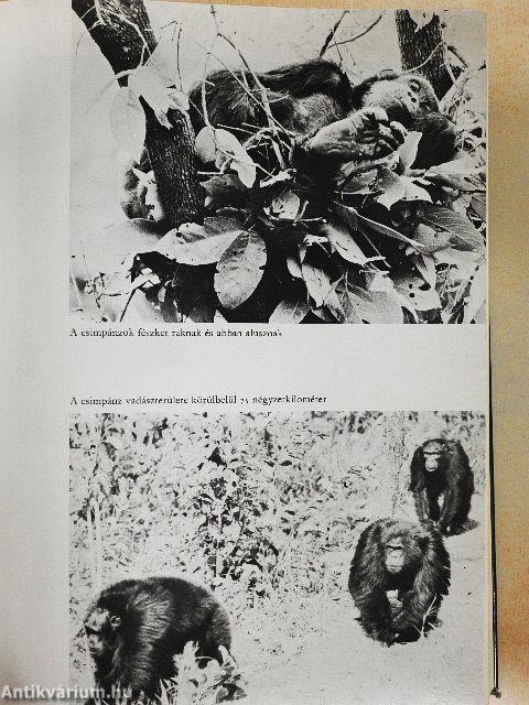 Az ember árnyékában