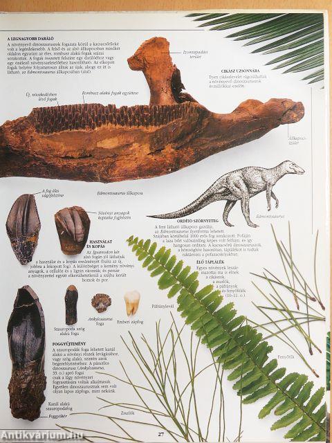 A dinoszaurusz