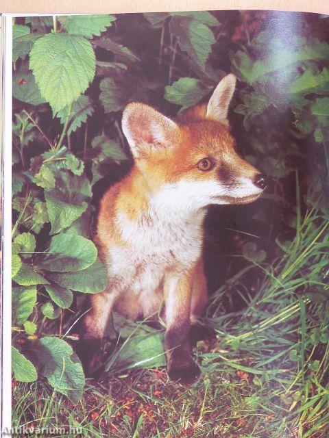 Az amatőr természetbúvár