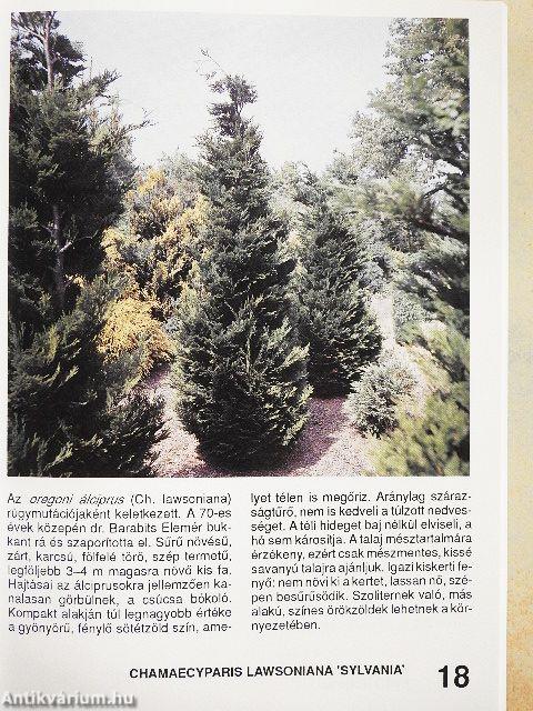 Fenyők és örökzöldek