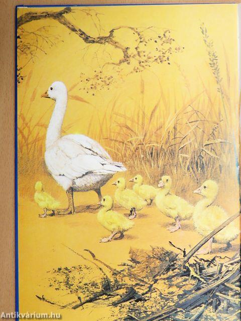 Hápi világgá megy