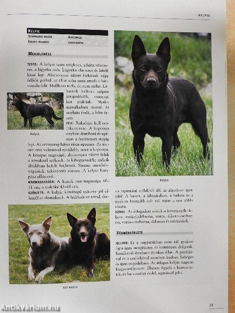 Nagy kutya enciklopédia