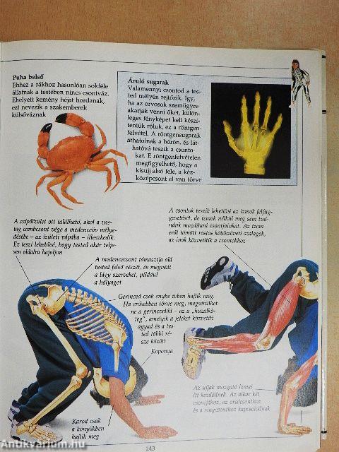 A tudás nagy könyve