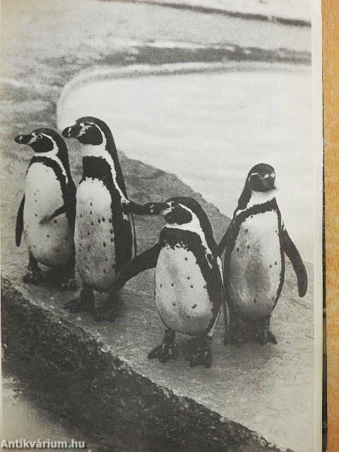 Gyere velem az Állatkertbe!