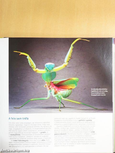 Titokzatos természet