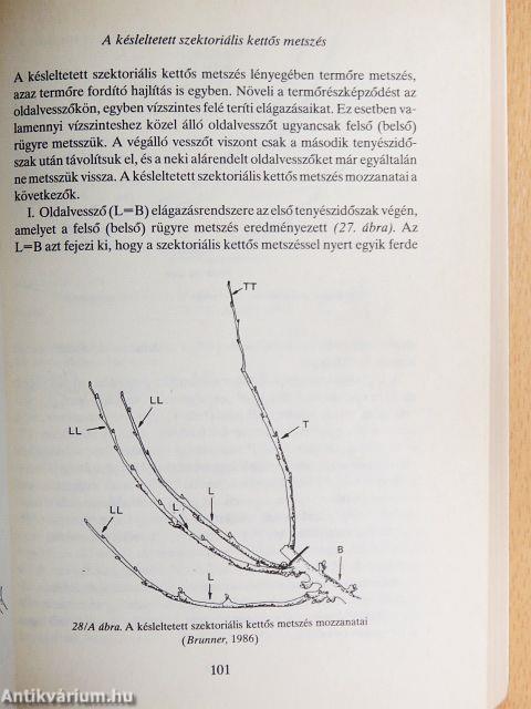 Kis fákon nagy termés