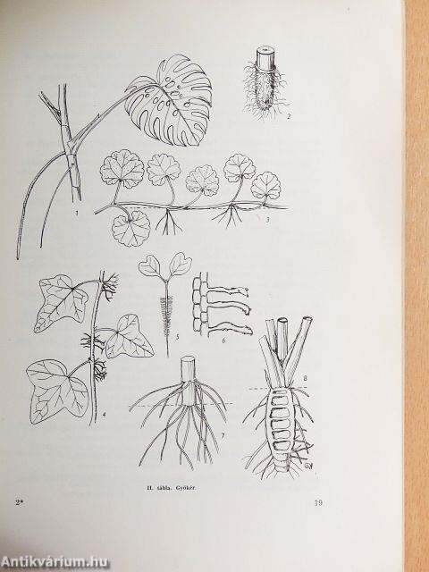 A növényszervtan terminológiája