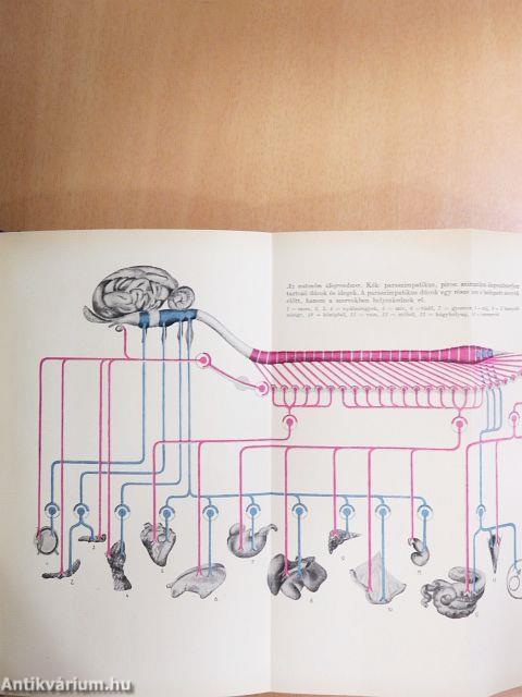 Háziállatok élettana