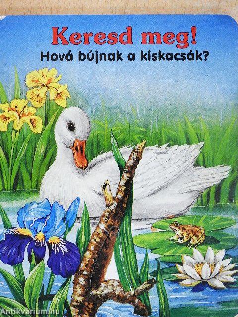 Hová bújnak a kiskacsák?