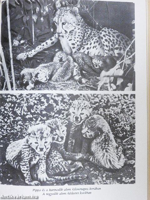 A pettyes szfinx
