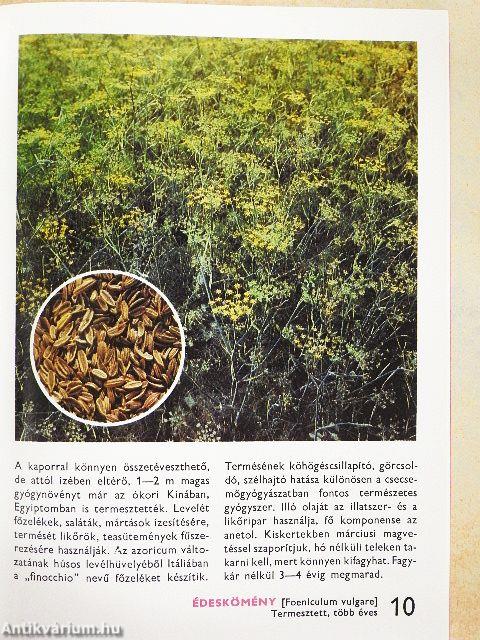 A fűszer- és gyógynövényekről