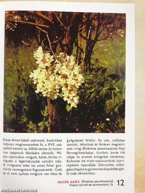 A fűszer- és gyógynövényekről