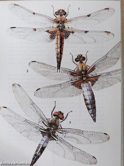 Szitakötők, kérészek, hangyalesők