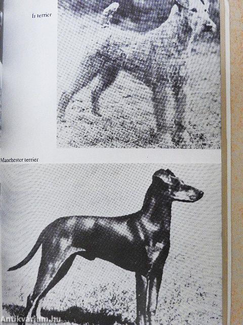 Tacskók és terrierek