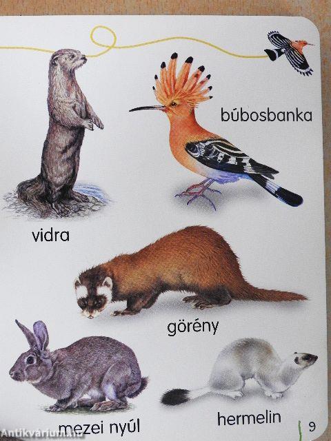 Kedvenc állataim földön-égen