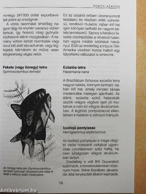 A legkedveltebb díszhalak