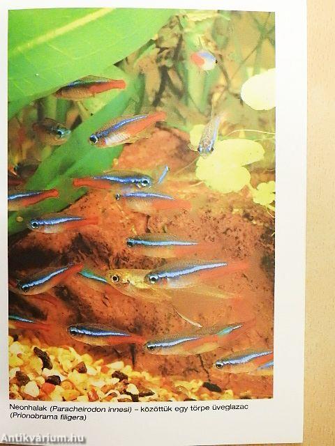 A legkedveltebb díszhalak