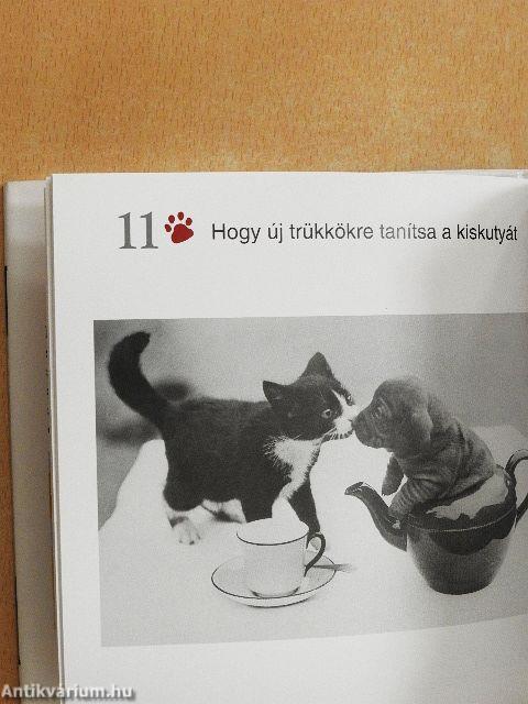 Miért tartsunk macskát?