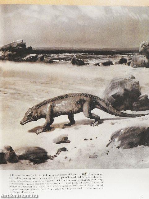 Élet az ember előtt