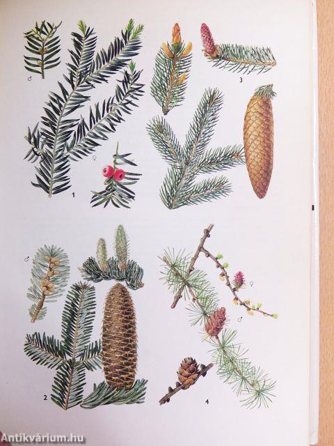 A természet képekben