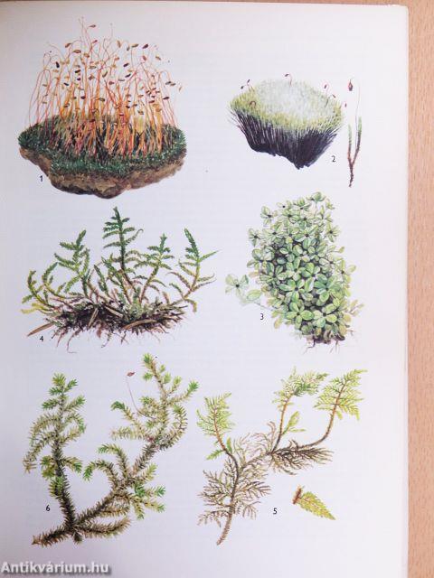 A természet képekben