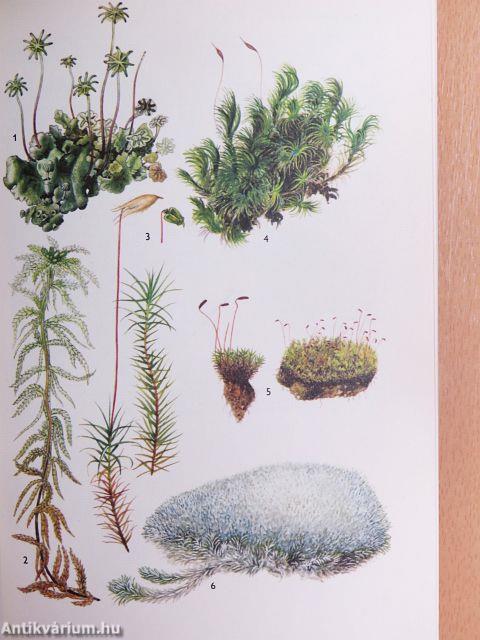 A természet képekben