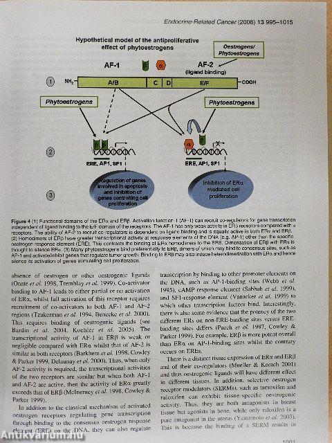 Endocrine-Related Cancer December 2006