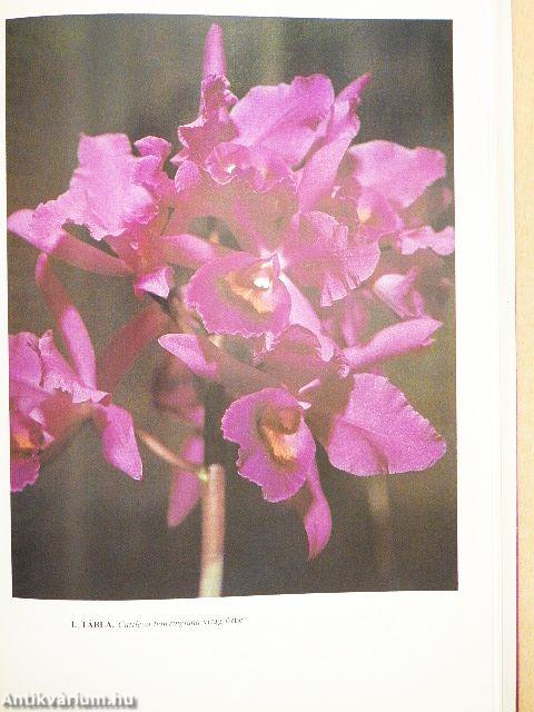 Orchideák és broméliák
