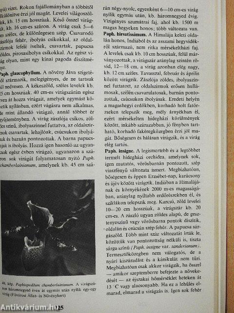 Orchideák és broméliák