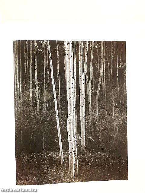 Examples: The Making of 40 Photographs