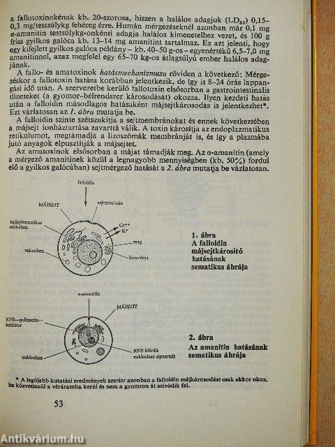 Mérges gombák - Gombamérgezések