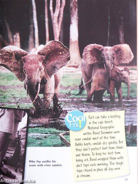 Journeying into Rain Forests