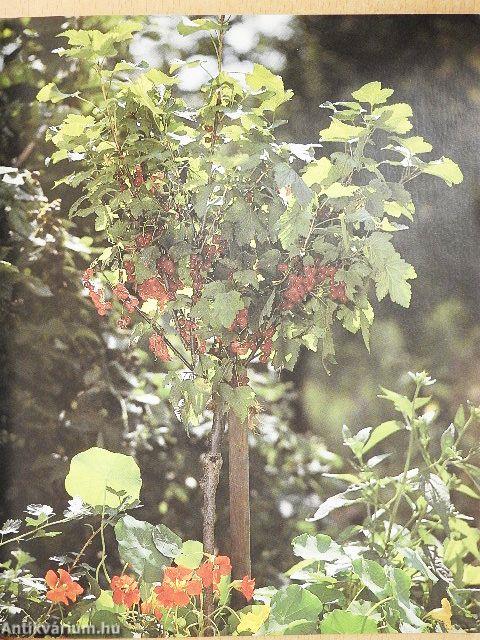 Bogyós gyümölcsűek a házikertben