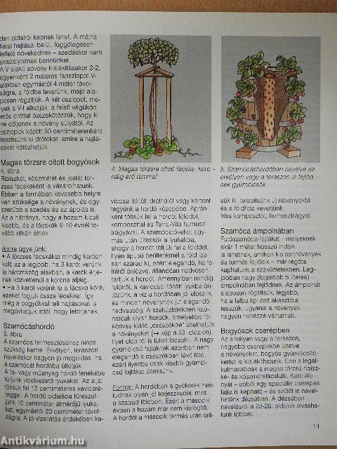 Bogyós gyümölcsűek a házikertben