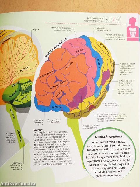 Mindent az emberi testről