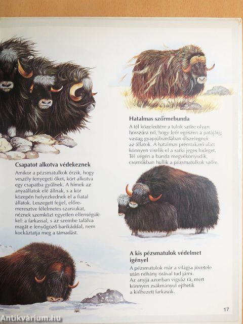 Sarkvidéki állatok