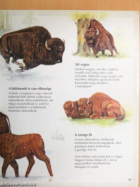 Sarkvidéki állatok