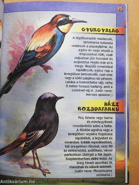 Védett madaraink kislexikona