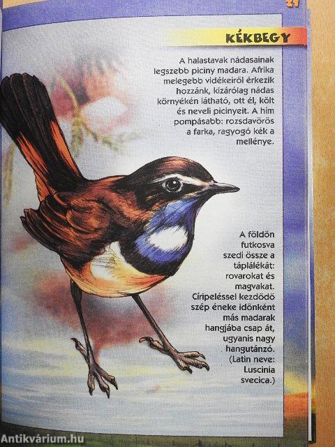 Védett madaraink kislexikona