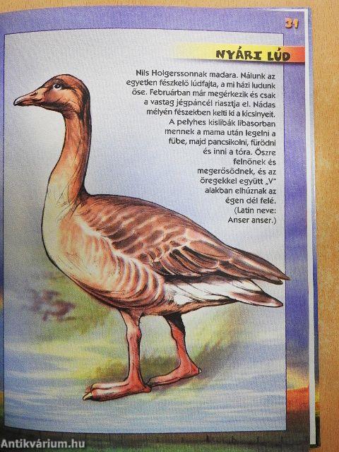 Védett madaraink kislexikona