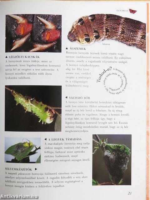 Pillangók és lepkék