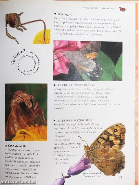 Pillangók és lepkék